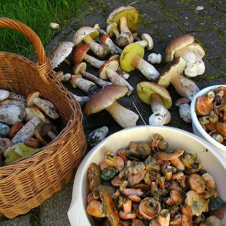 Drevenica Denisa
